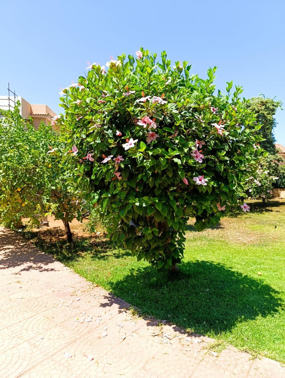 巴勒莫Casa In Giardino A Pochi Passi Dal Mare别墅 外观 照片