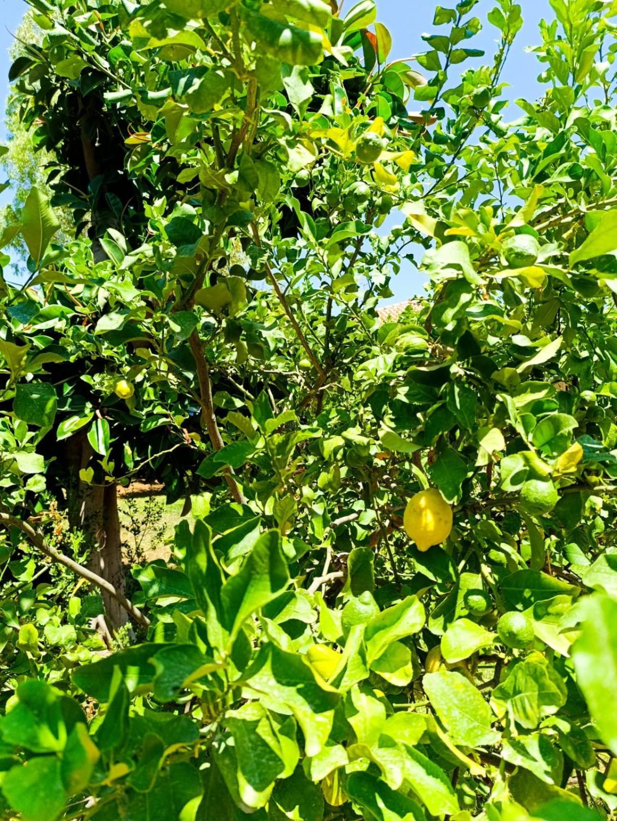 巴勒莫Casa In Giardino A Pochi Passi Dal Mare别墅 外观 照片